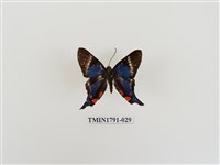 藏品(外國蝴蝶)的圖片